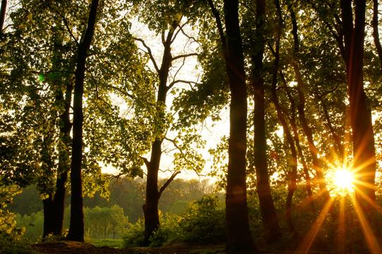 Sonnenstrahlen scheinen durch die Bäume eines Waldes, umgeben von grünen Blättern und sanften Hügeln.